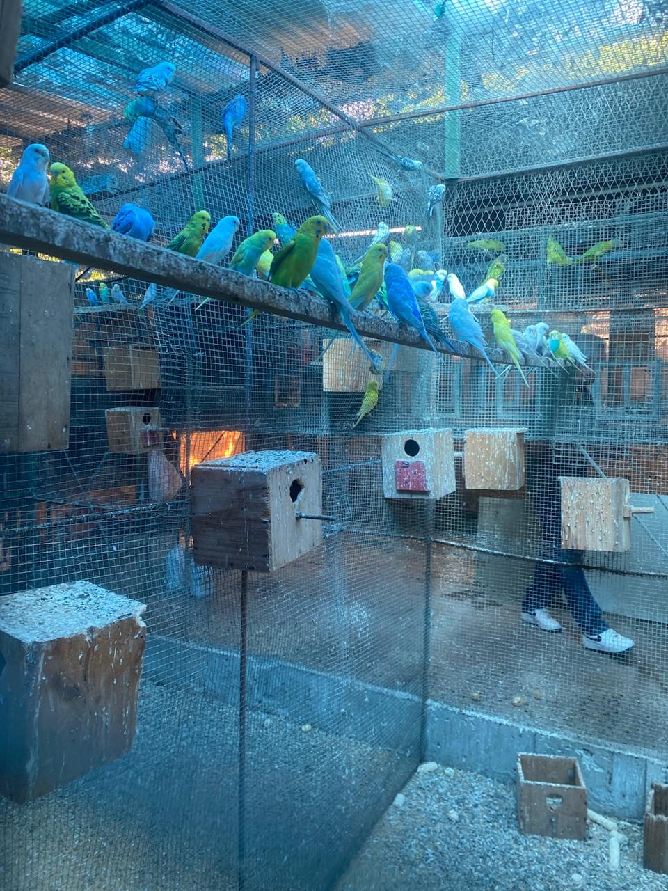 Periquitos