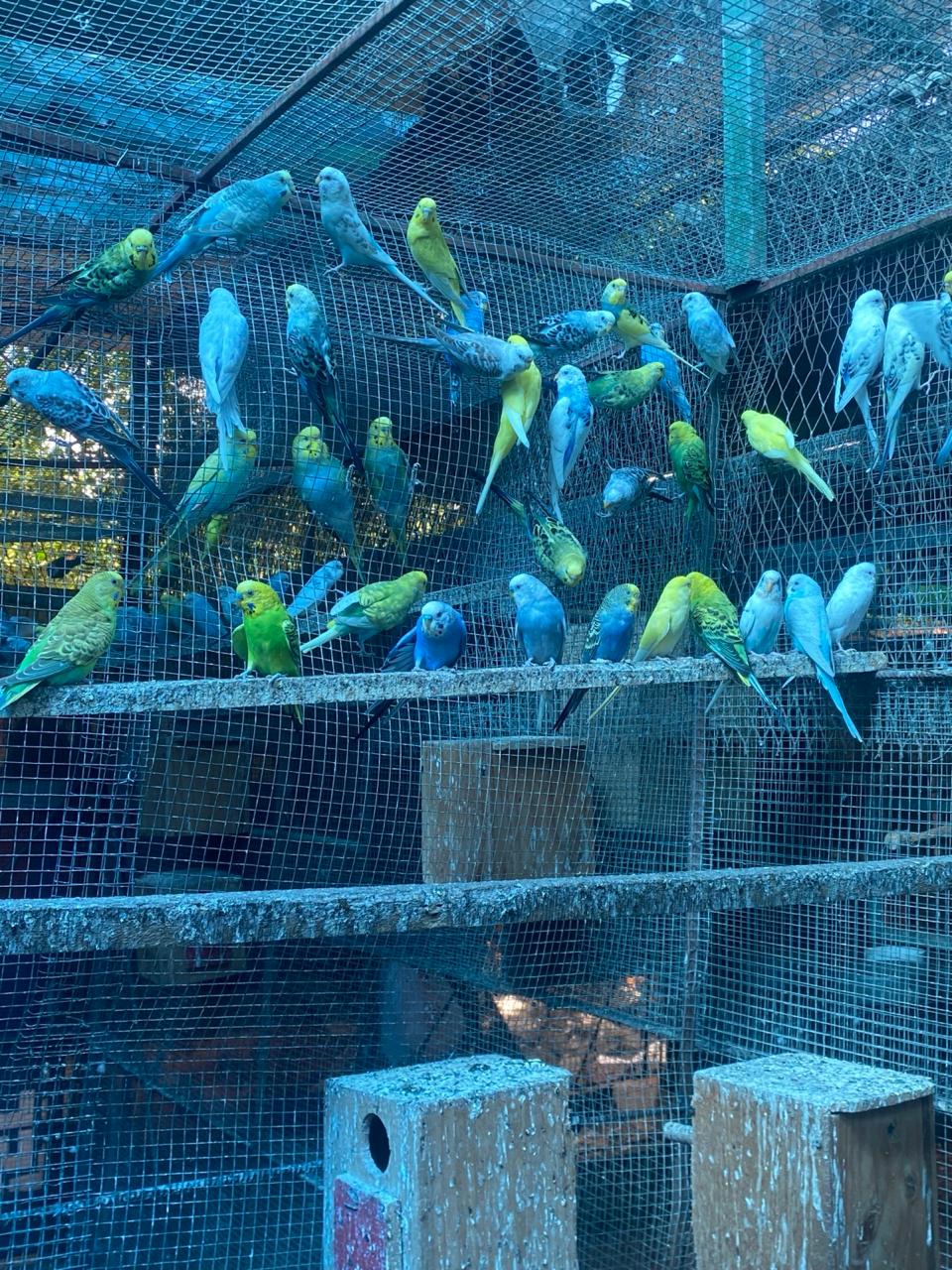 Periquitos