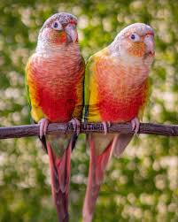 Primer plano de un Gouldian