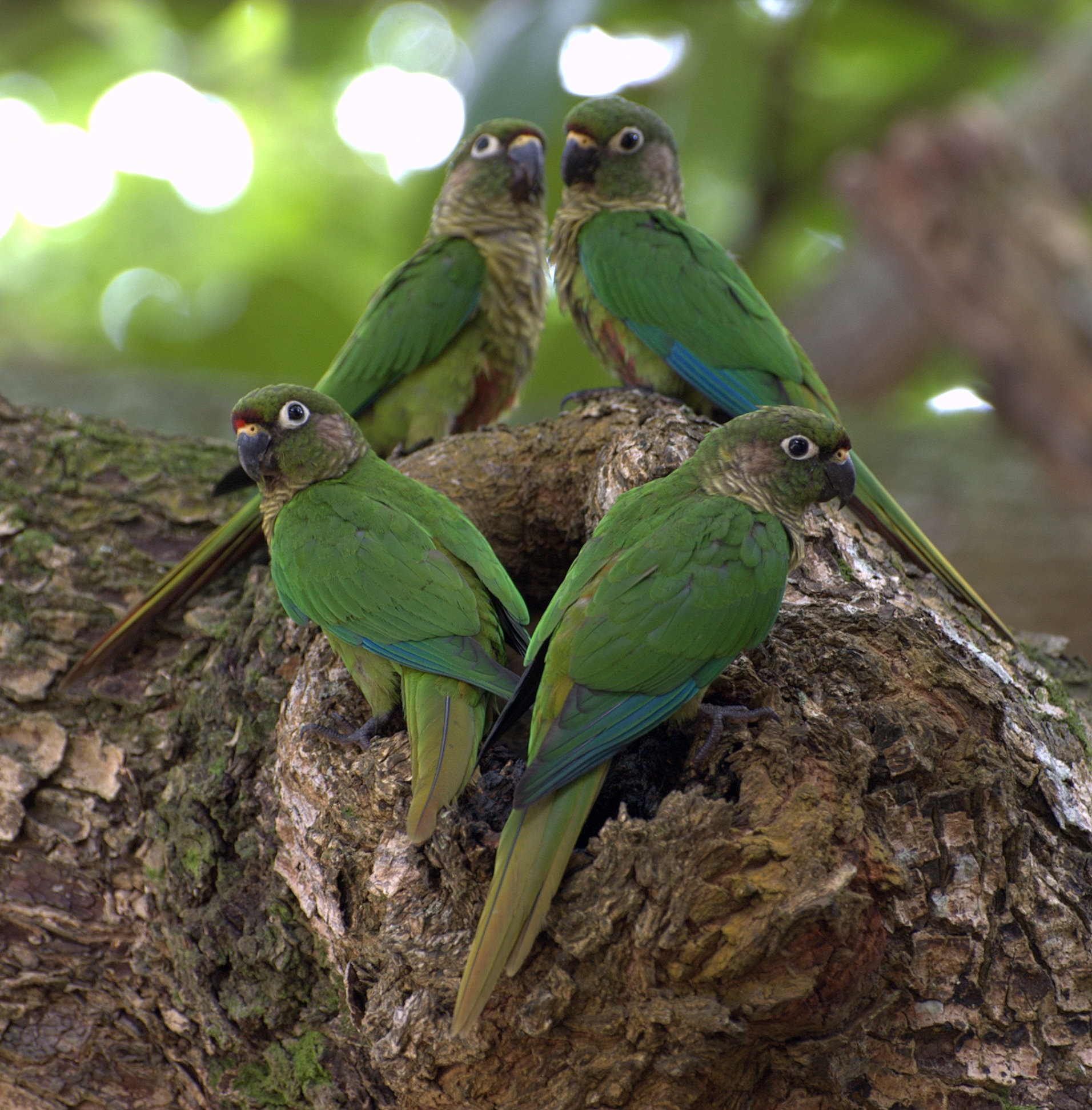 Diamante de Gould - mutación