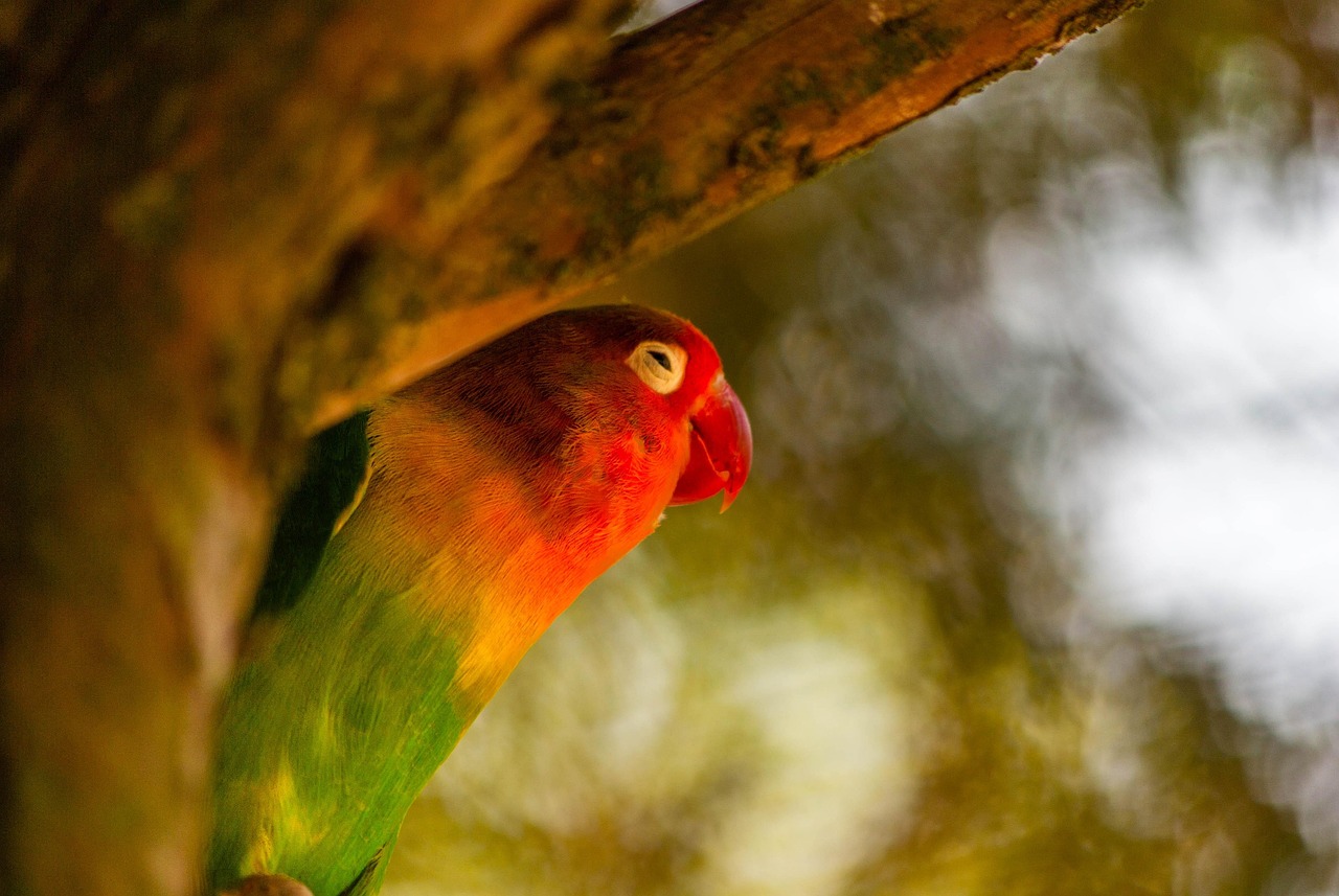 Sin aves disponibles para intercambio