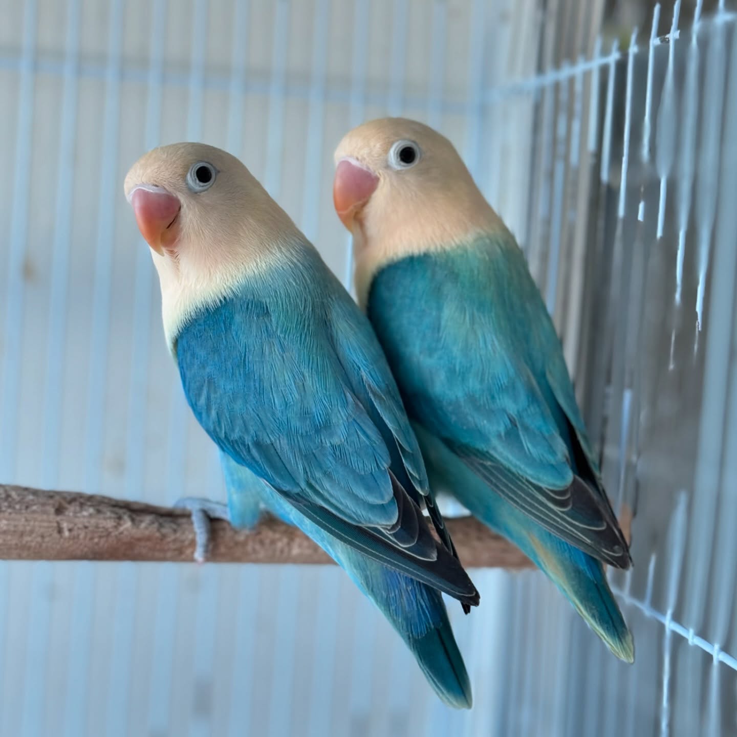 Diamante de Gould - mutación