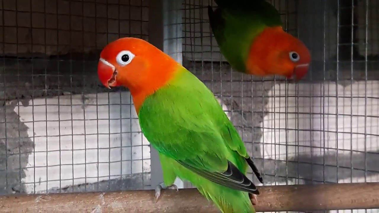 Primer plano de un Gouldian