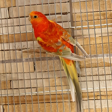 Diamante de Gould - mutación