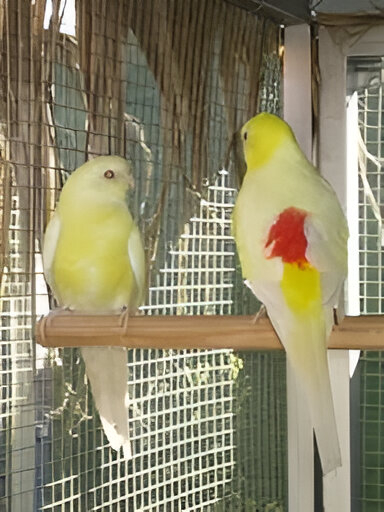 Primer plano de un Gouldian